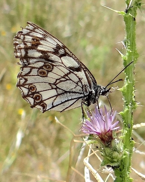 Spanish marbled white